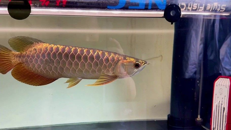 如何鑒別真假李亞四金龍？