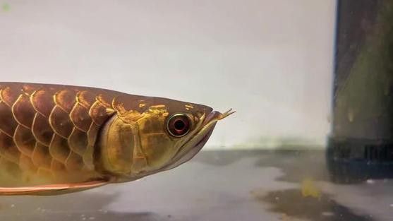 如何鑒別真假李亞四金龍？