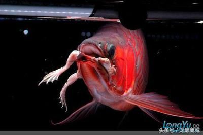 龍魚如何增加金質：如何提高龍魚的顏色