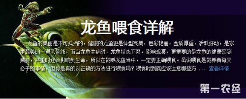 龍魚如何增加金質：如何提高龍魚的顏色