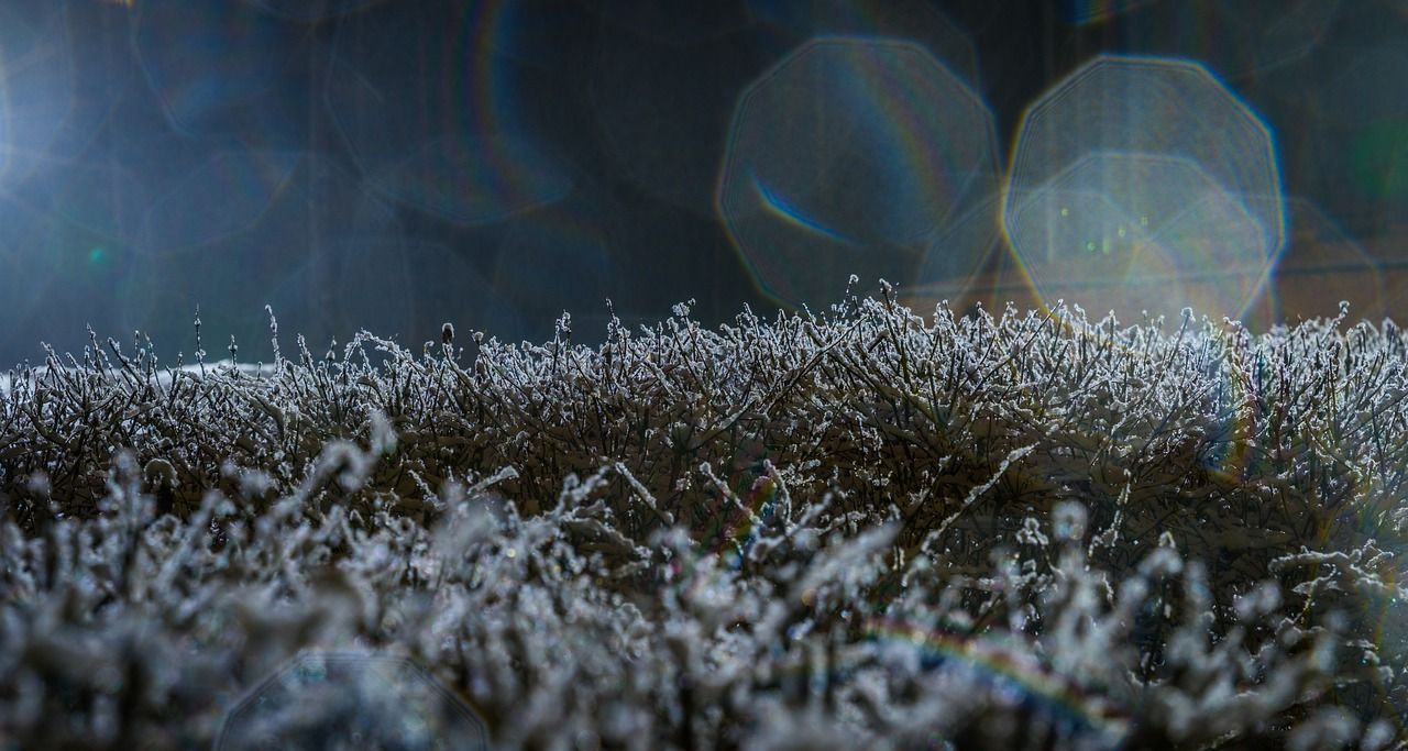 魚缸光太強有什么影響（魚缸陽光太強怎么辦）