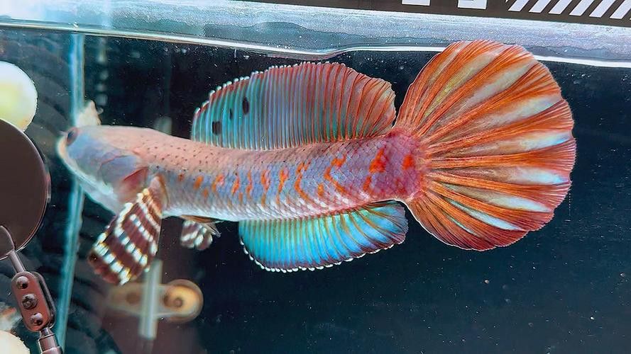 紅寶石雷龍魚圖片大全大圖欣賞
