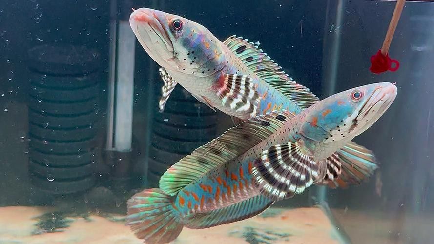 紅寶石雷龍魚圖片大全大圖欣賞