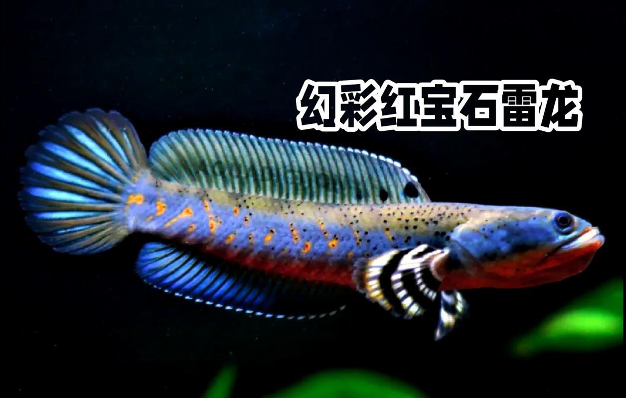 紅寶石雷龍魚圖片大全大圖欣賞