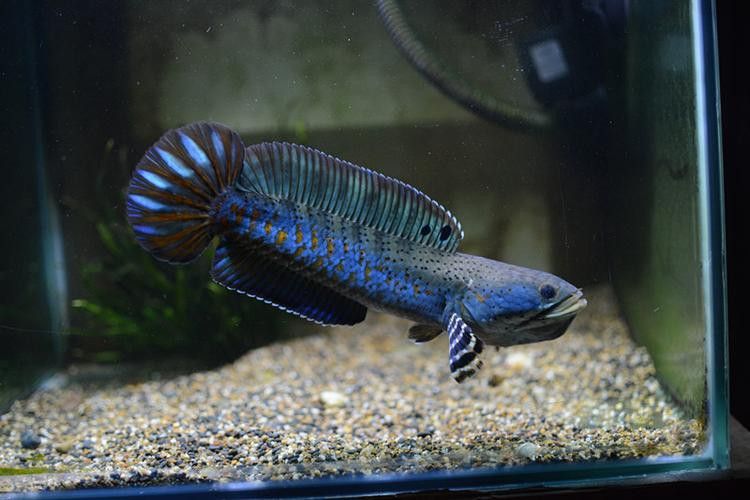 紅寶石雷龍魚圖片大全大圖欣賞