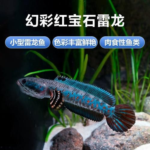紅寶石雷龍魚圖片大全大圖欣賞