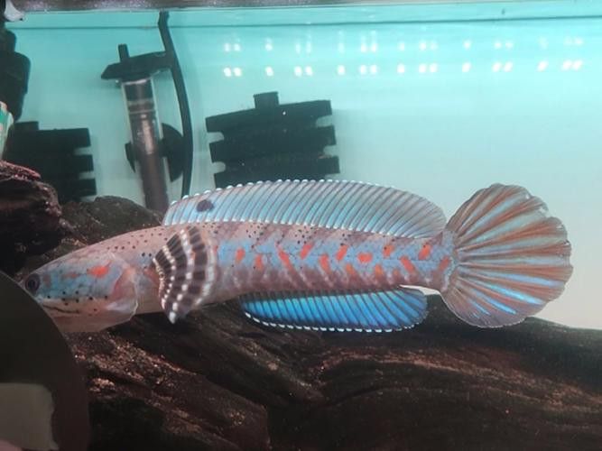 紅寶石雷龍魚圖片大全大圖欣賞