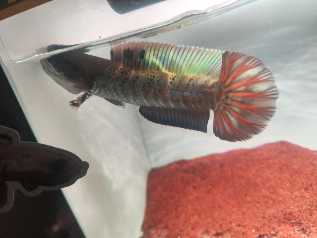 紅寶石雷龍魚圖片大全大圖欣賞