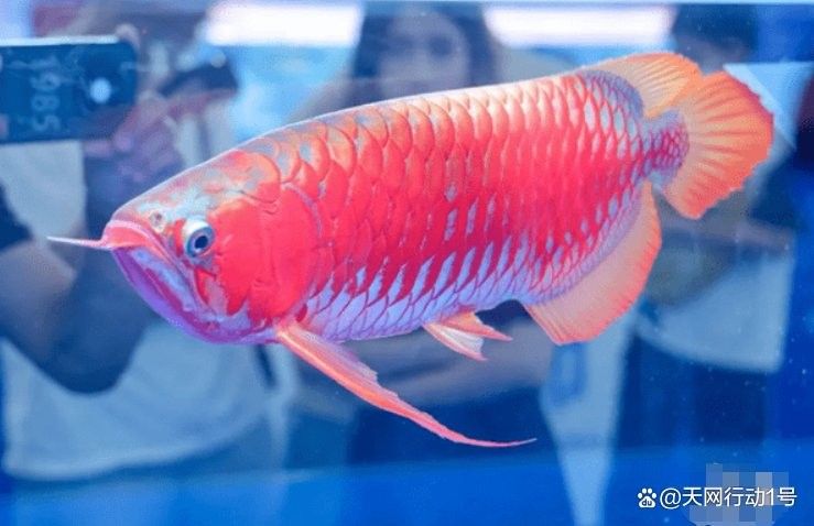 頂級龍魚價格多少