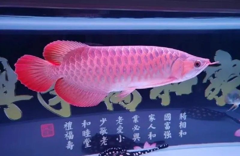 頂級龍魚價格多少