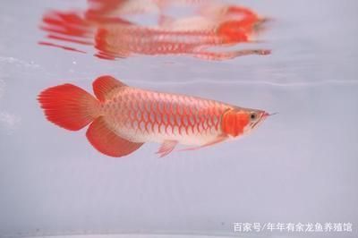 紅龍魚血統如何區分品種，紅龍魚的血統區分