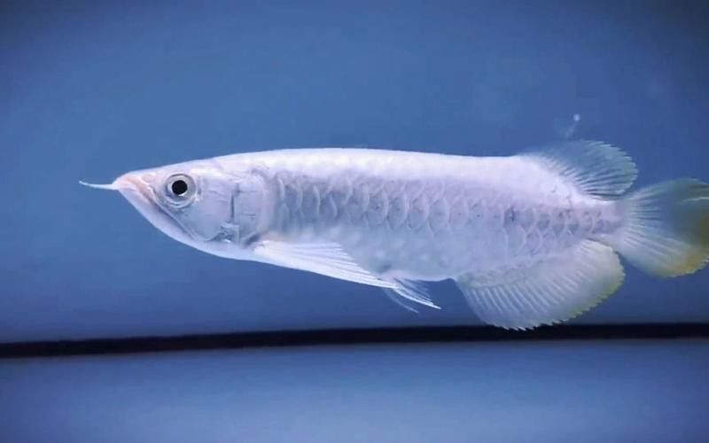 給我一些白金龍魚的照片