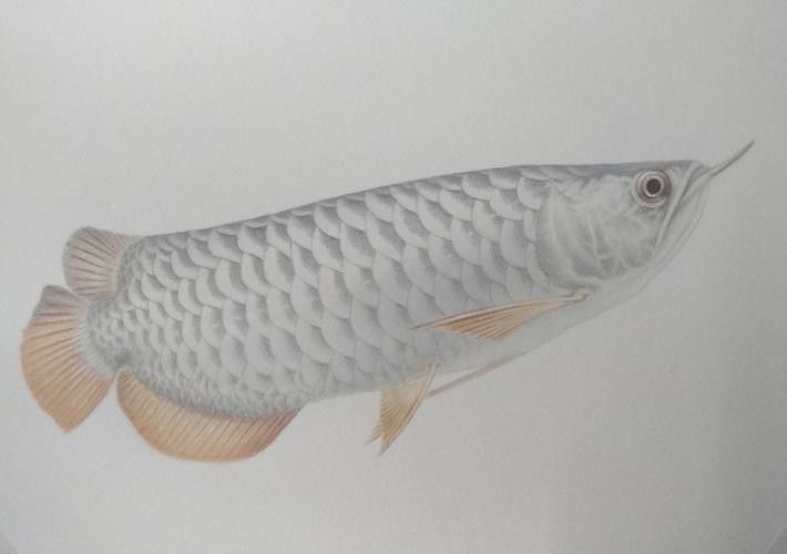 給我一些白金龍魚的照片