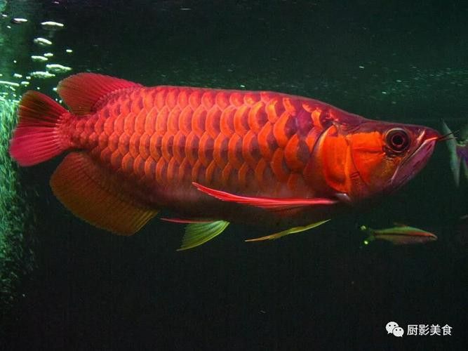 給我一些白金龍魚的照片