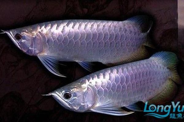 給我一些白金龍魚的照片