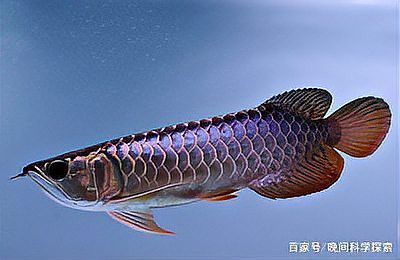 給我一些白金龍魚的照片