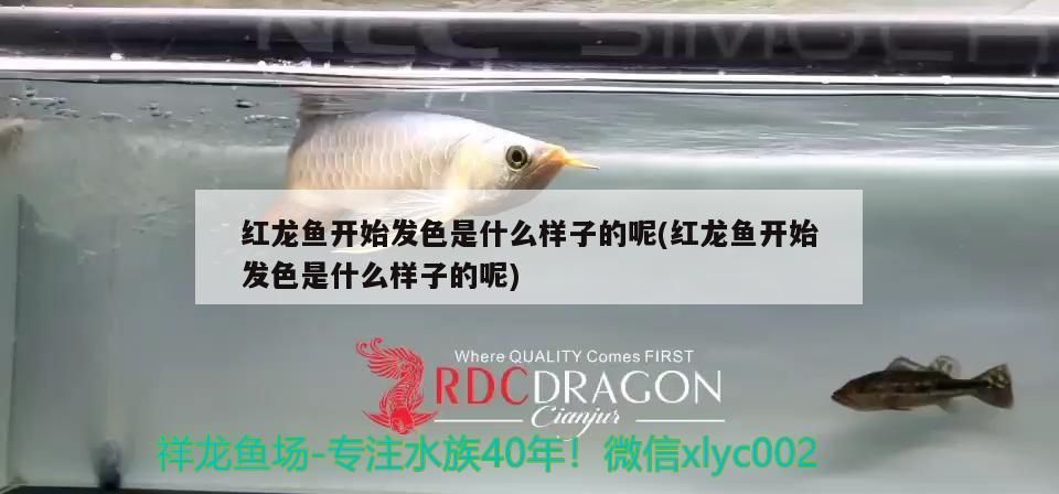 金龍魚和紅龍魚可以混養嗎：紅龍可以和金龍魚一起養嗎
