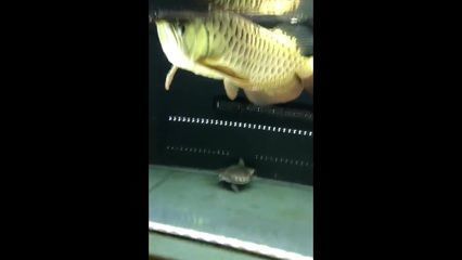 龍魚(yú)會(huì)咬人嗎：金龍魚(yú)和銀龍魚(yú)有咬人的記錄，飼養(yǎng)時(shí)需要注意安全嗎