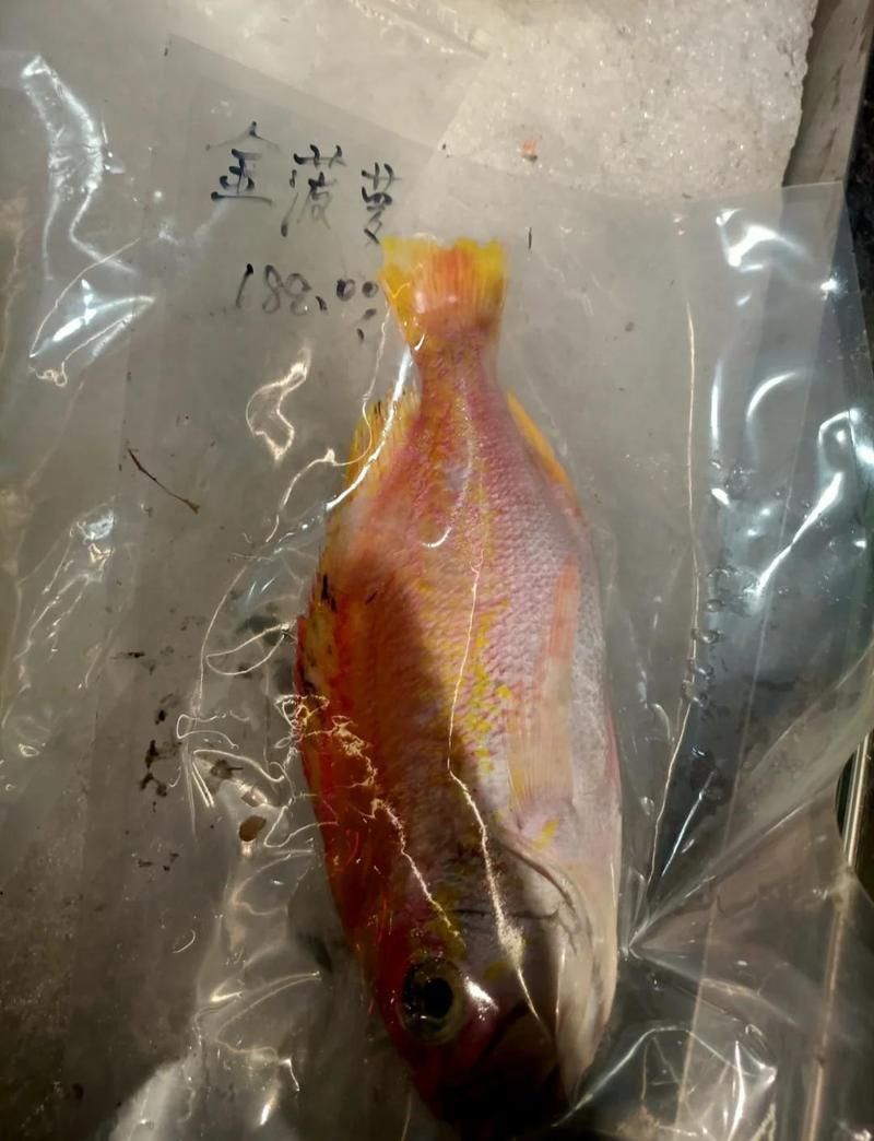 金菠蘿魚多少錢一只