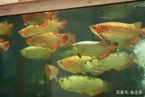 龍魚混養(yǎng)好嗎還是單養(yǎng)（如何判斷龍魚是否適合混養(yǎng)）