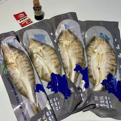 哪里可以買到正宗的雪龍魚？