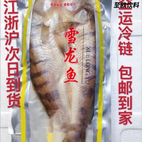 哪里可以買到正宗的雪龍魚？
