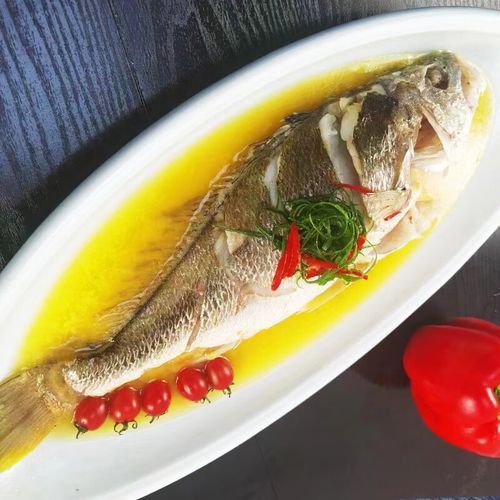 哪里可以買到正宗的雪龍魚？