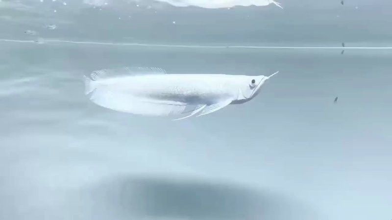 哪里可以買到正宗的雪龍魚？