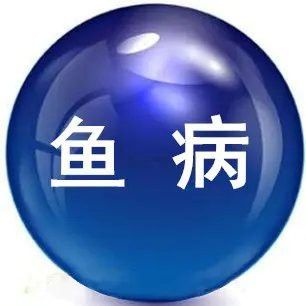 哪里可以買到正宗的雪龍魚？