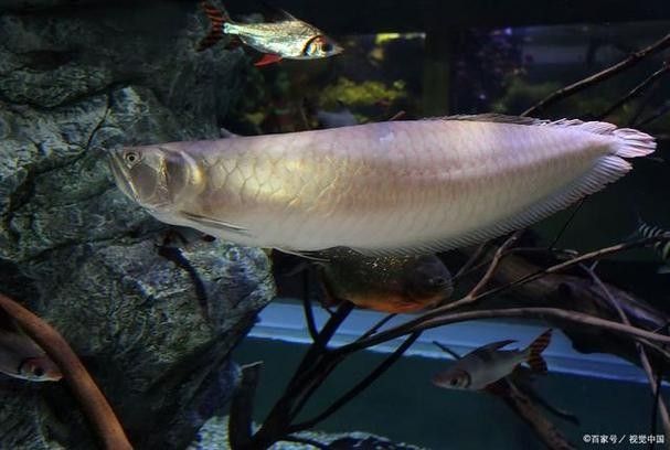 銀龍魚能吃海蝦嗎圖片 龍魚百科 第17張 銀龍魚能吃海蝦嗎圖片 銀龍魚能吃海蝦嗎圖片 龍魚百科 第17張