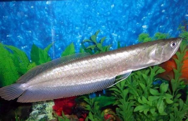 銀龍魚能吃海蝦嗎圖片 龍魚百科 第10張 銀龍魚能吃海蝦嗎圖片 銀龍魚能吃海蝦嗎圖片 龍魚百科 第10張
