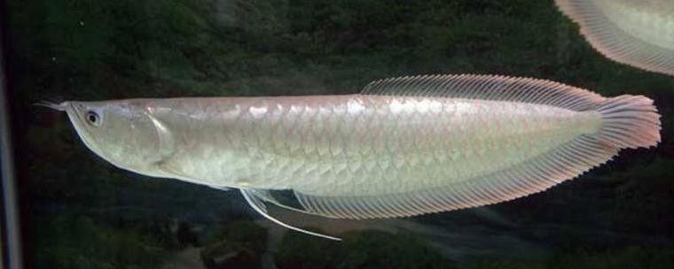 銀龍魚能吃海蝦嗎圖片 龍魚百科 第11張 銀龍魚能吃海蝦嗎圖片 銀龍魚能吃海蝦嗎圖片 龍魚百科 第11張