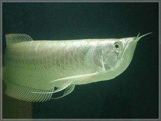 銀龍魚能吃海蝦嗎圖片 銀龍魚能吃海蝦嗎圖片 龍魚百科 第21張