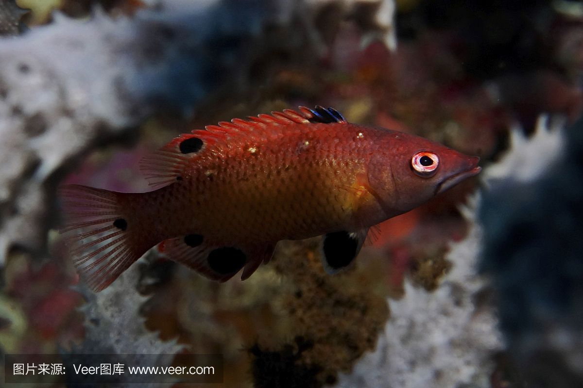 紅龍海水魚紅龍魚：紅龍魚是一種美麗的硬骨舌魚的紅色亞種，它們是非常原始的魚類