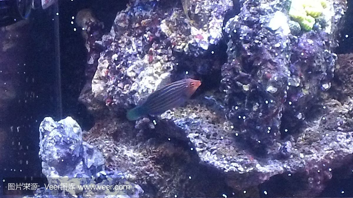紅龍海水魚紅龍魚：紅龍魚是一種美麗的硬骨舌魚的紅色亞種，它們是非常原始的魚類