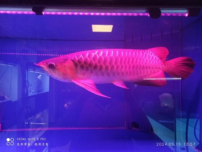 金龍魚鱗片發(fā)色過(guò)程