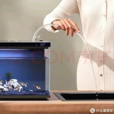 水族箱內魚類布局技巧：水族箱內魚類的布局技巧
