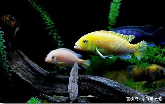 水族箱內魚類布局技巧：水族箱內魚類的布局技巧
