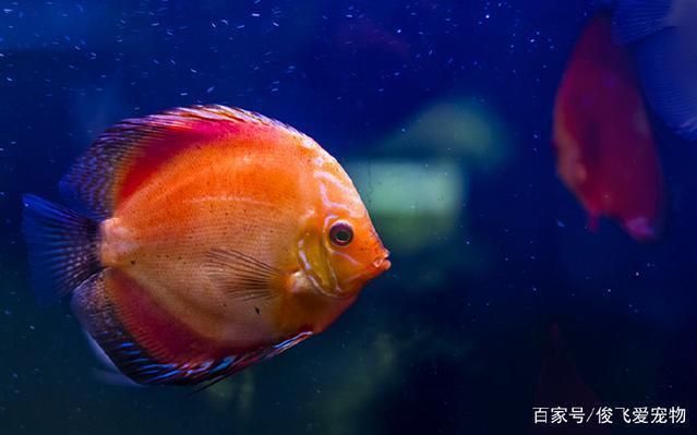 水族箱內魚類布局技巧：水族箱內魚類的布局技巧