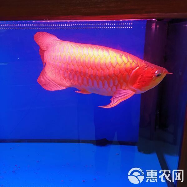 金龍魚印尼和馬來西亞哪個(gè)好養(yǎng)一點(diǎn)