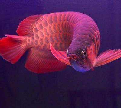 龍魚混養注意事項和禁忌：如何判斷龍魚混養成功