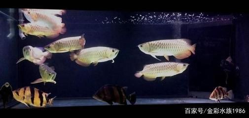 龍魚混養注意事項和禁忌：如何判斷龍魚混養成功