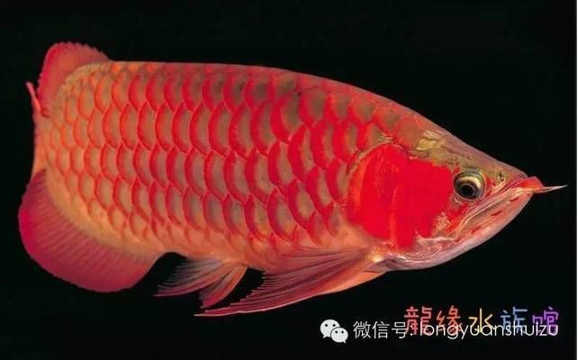 龍魚分布在哪里（龍魚在亞洲的品種特點）