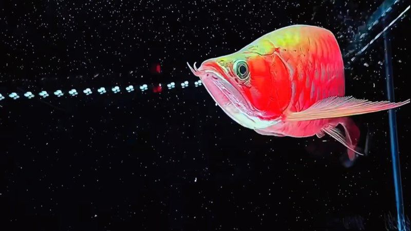 \u005cx0d\u005cx0d\u005cx0a如何養魚：\u005cx0d\u005cx0a