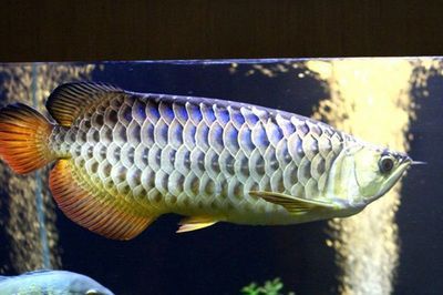 龍魚那個品種最好：幾種龍魚品種介紹