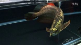 龍魚喂食視頻：如何正確喂養龍魚