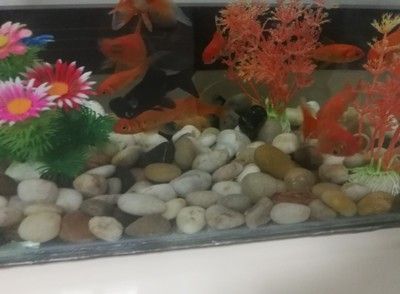 紅龍魚的品種與區別圖解大全視頻（紅龍魚的品種與區別圖解大全視頻教程）