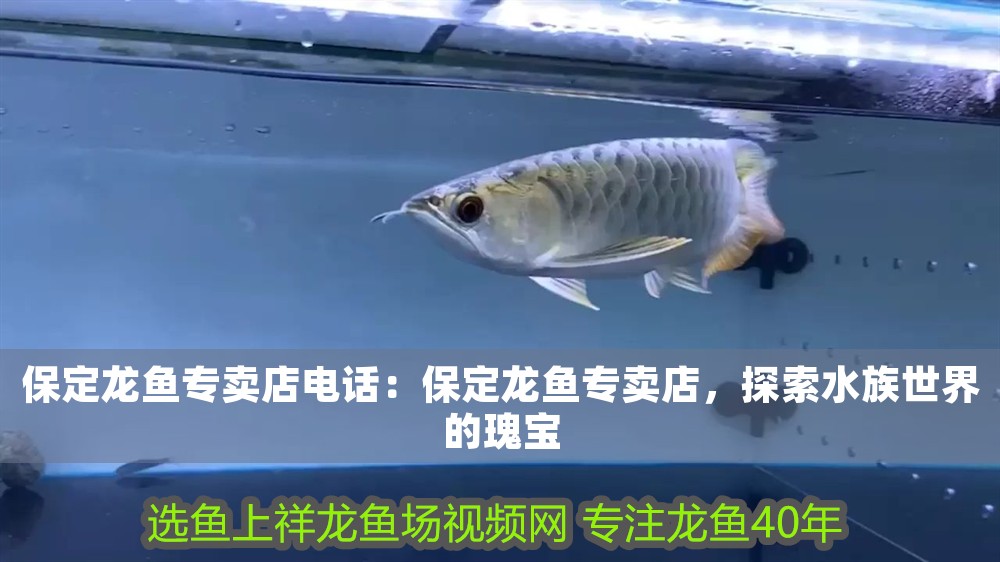 保定龍魚專賣店電話：保定龍魚專賣店，探索水族世界的瑰寶