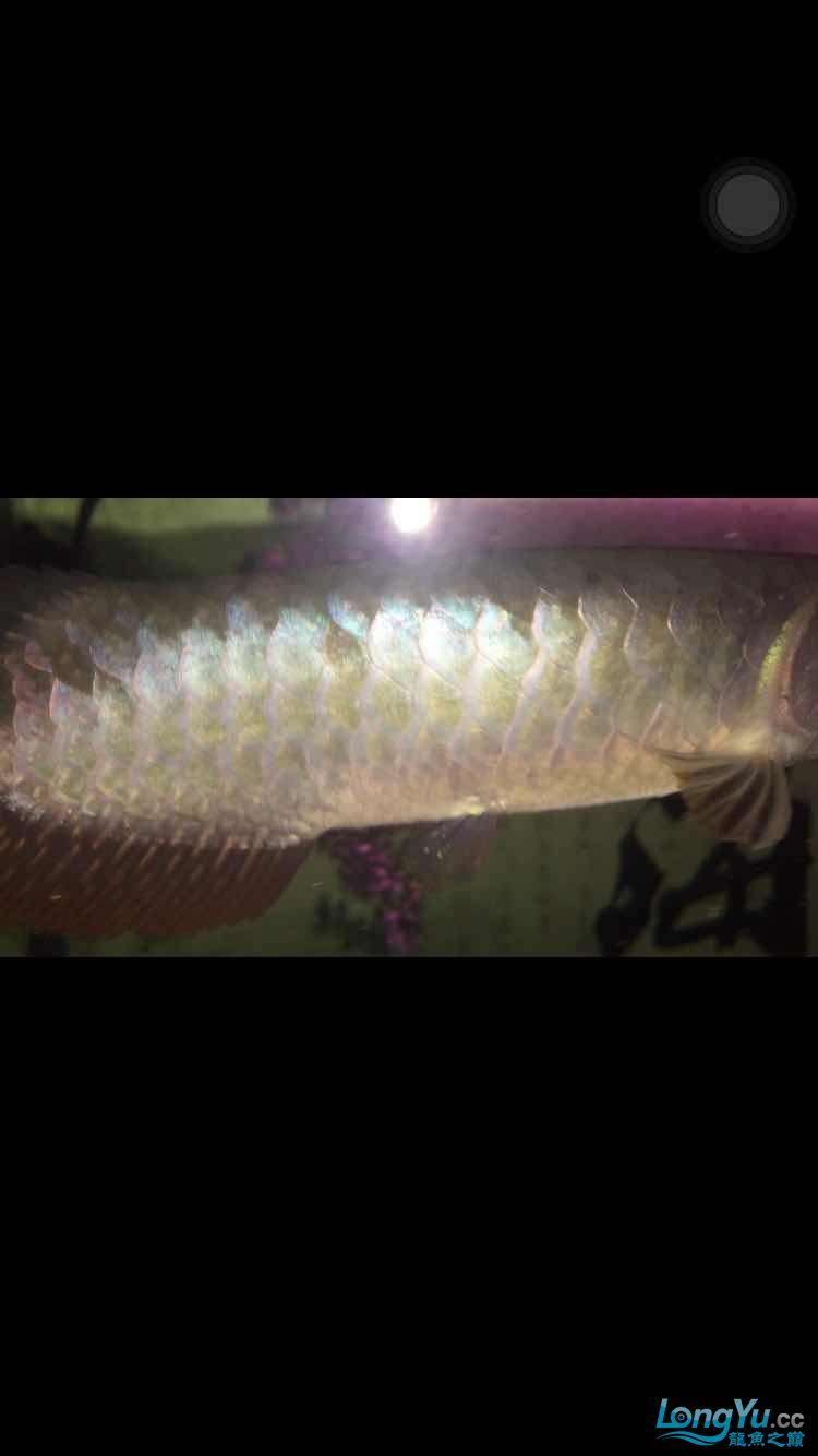 請問這是號半還是金龍新手