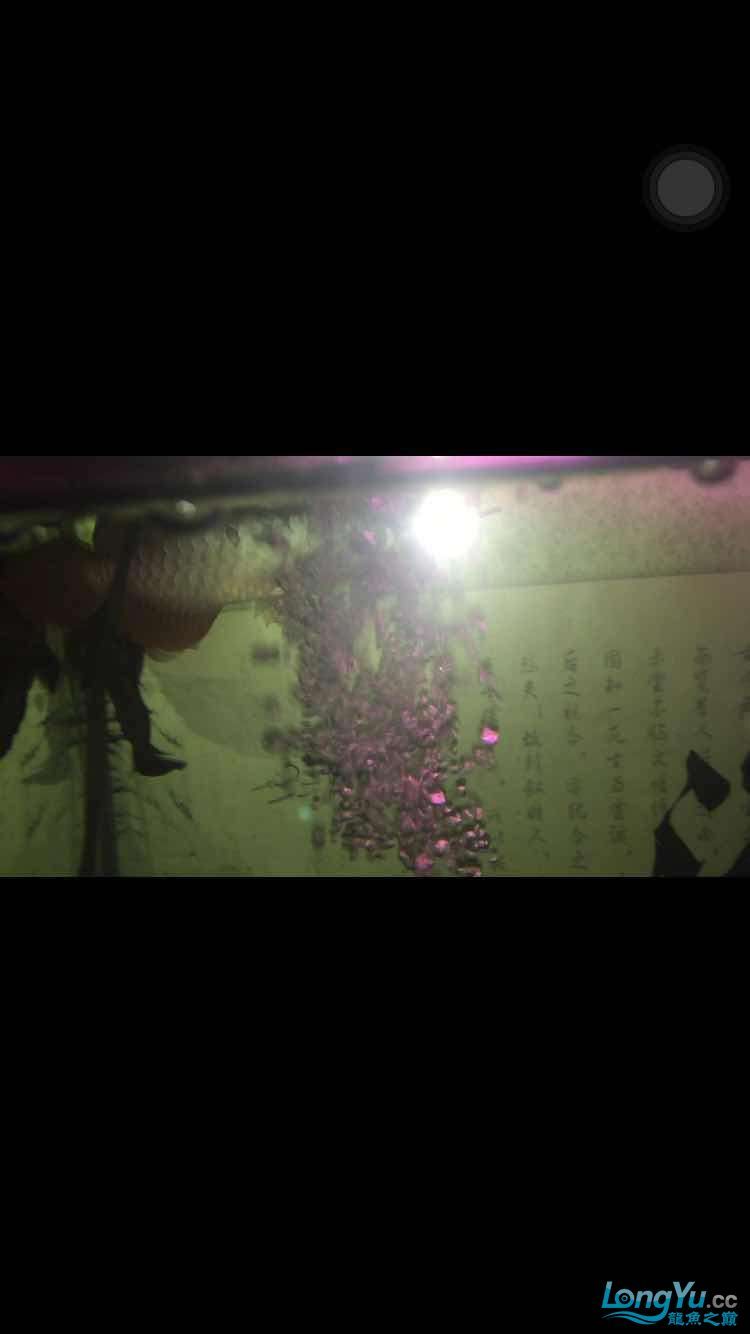 請問這是號半還是金龍新手